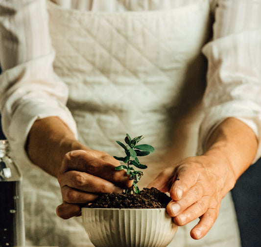 ¿Por qué las empresas están invirtiendo en bosques?